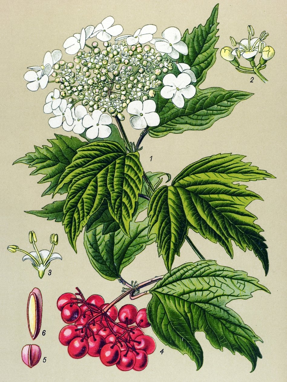 Botanická deska, rostlina: Kalina sova (Viburnum opulus) od Unbekannter Künstler