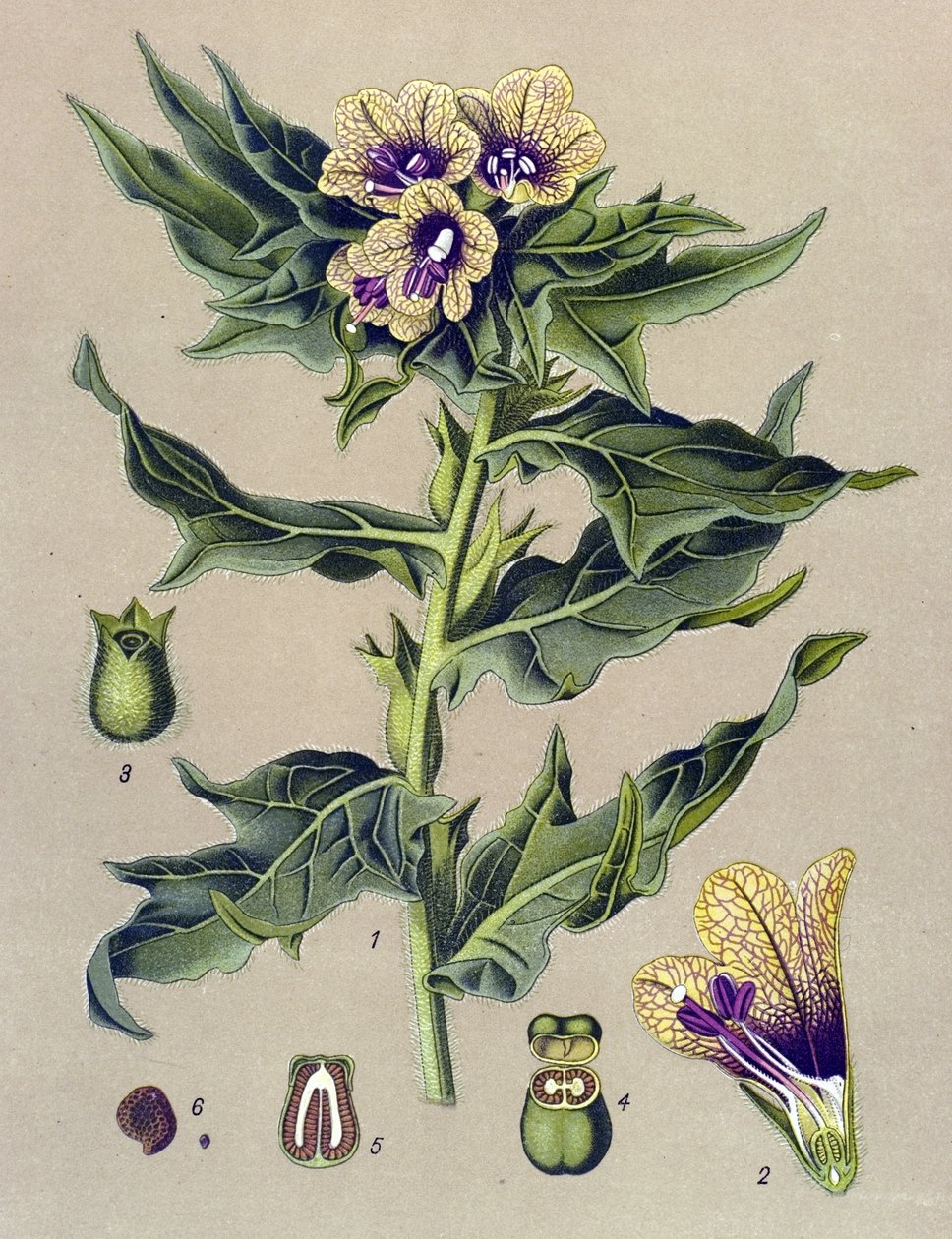 Botanická deska, rostlina: černý okraj (Hyoscyamus niger) od Unbekannter Künstler