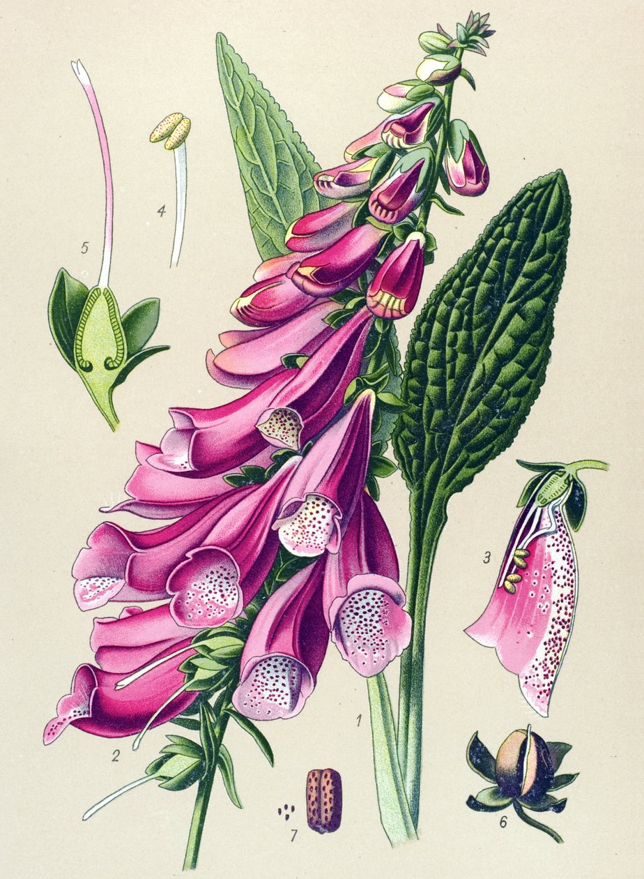 Botanická deska, rostlina: fialová digitální (Digitalis purpurea) od Unbekannter Künstler