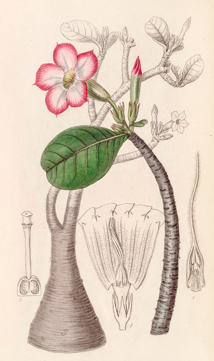 Botanická ilustrace/Adenium obesum/Pouštní růže/Pouštní růže od Unbekannter Künstler