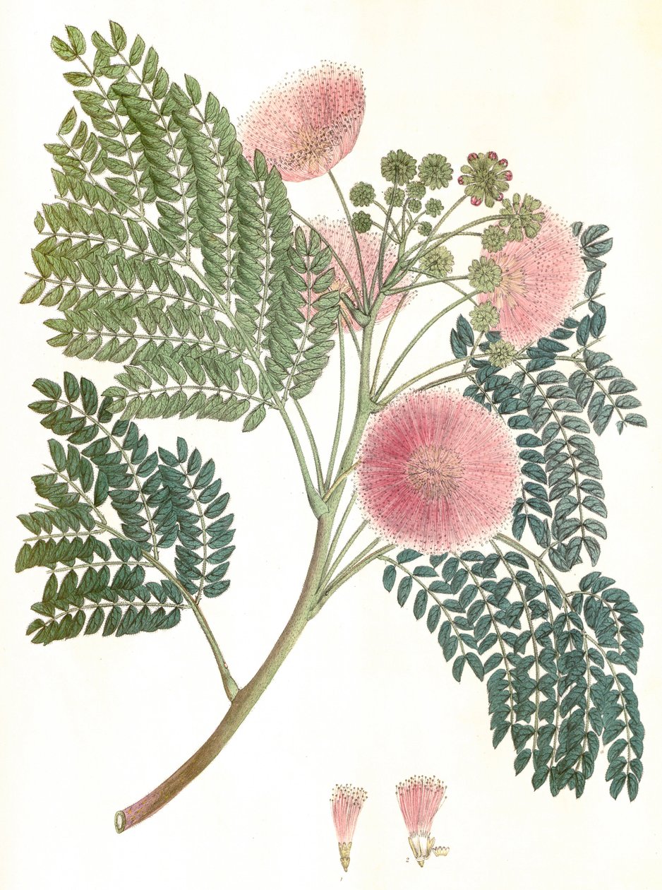 Botanická ilustrace/Albizia julibrissin/Silk tree/Mimosa de Constantinople od Unbekannter Künstler