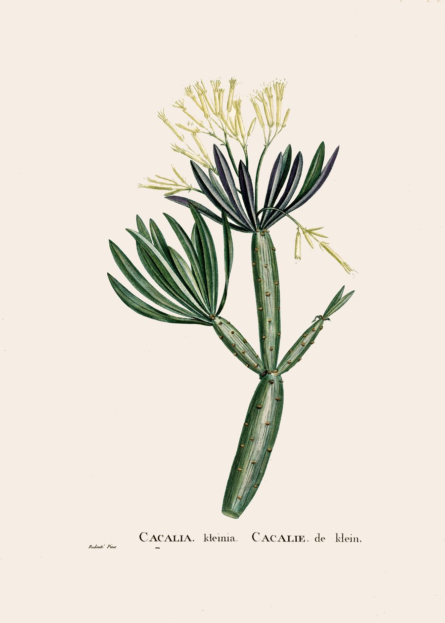 Botanická ilustrace/pevnost/Senecio kleinia/Senecon od William M. Timlin