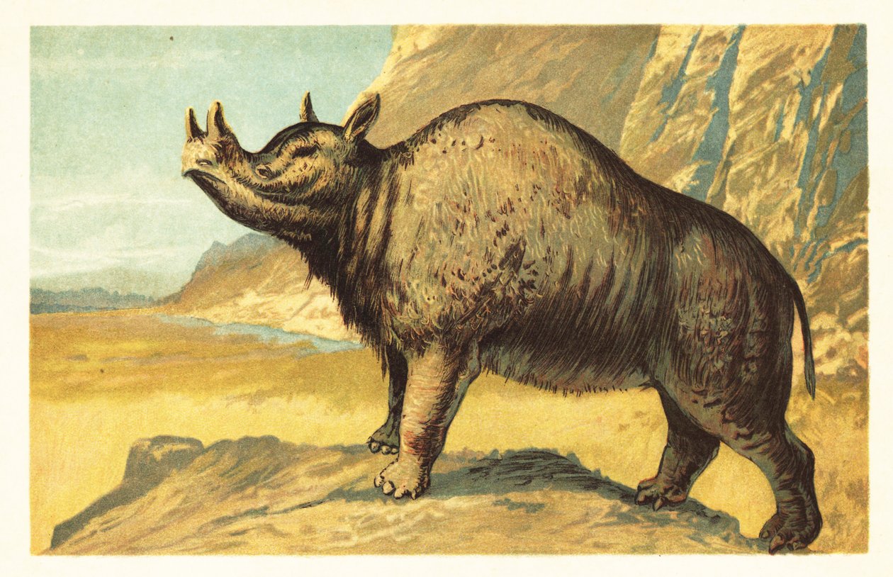 Brontops robustus nebo Megacerops robustus. 1908 (litografie) od Unbekannter Künstler