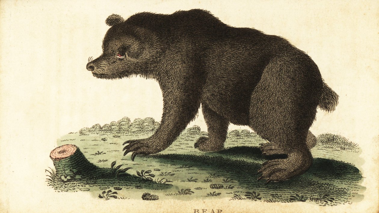 Medvěd hnědý, Ursus arctos., 1800 (rytina) od Unbekannter Künstler