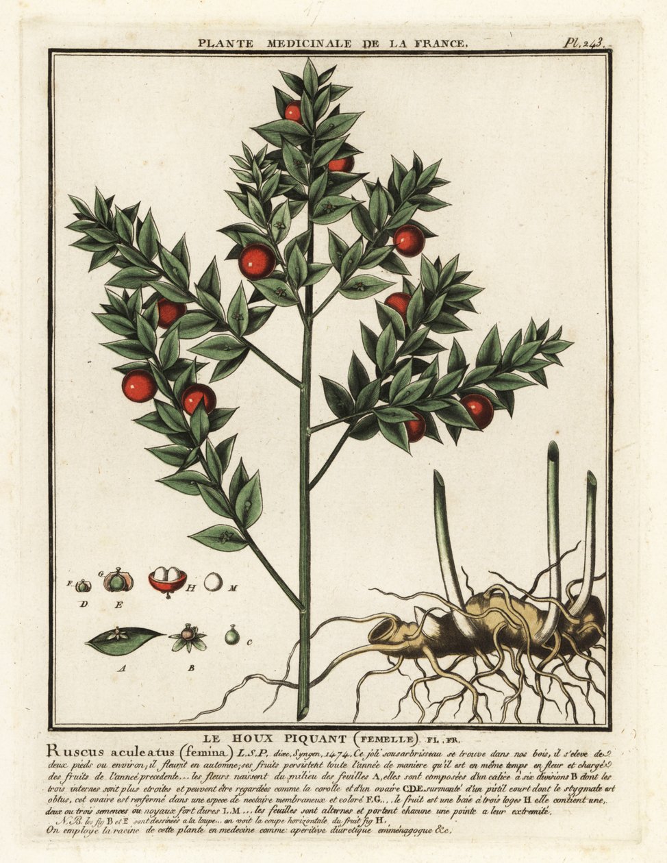 Řeznické koště, Ruscus aculeatus. od Unbekannter Künstler