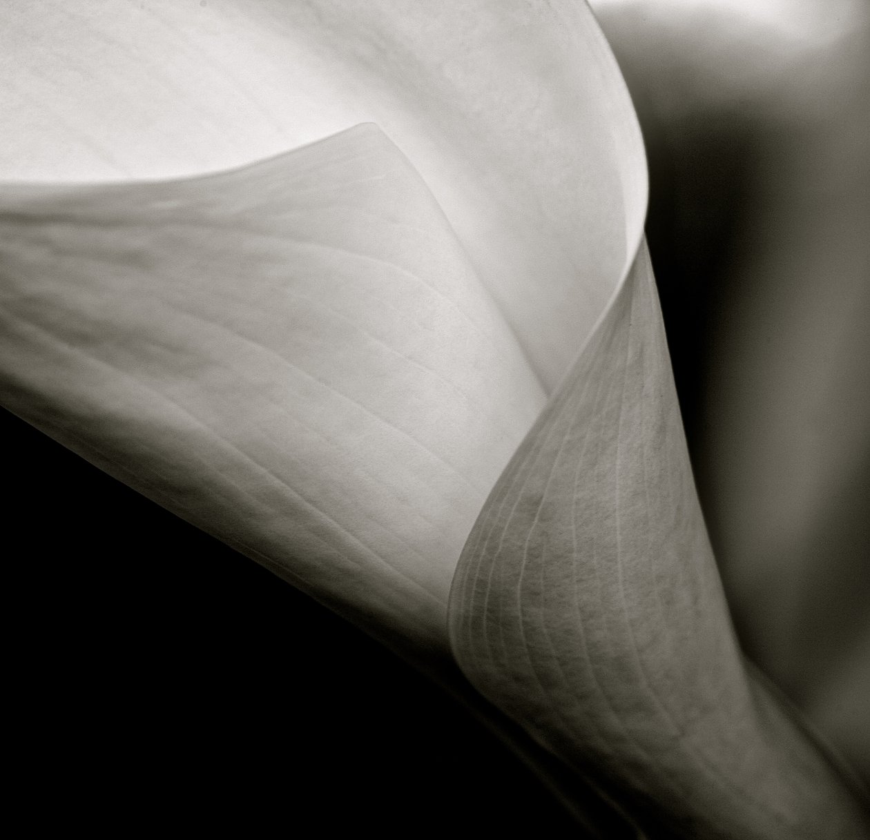 Callalily, 2015 (černobílá fotografie) od William M. Timlin