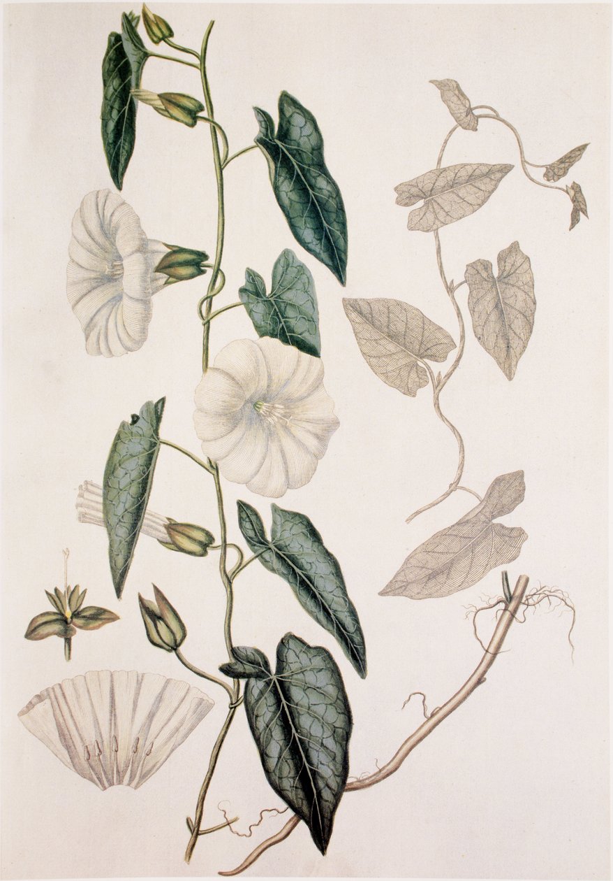 Calystegia sepium/Convolvulus sepium/Lůžkoviny ze živého plotu od Unbekannt