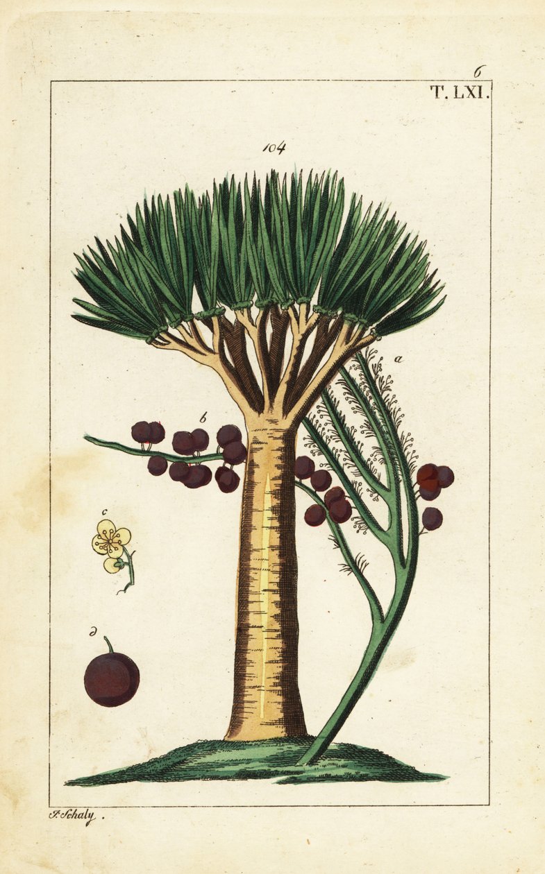 Dračí strom Kanárských ostrovů, Dracaena draco. Zranitelný. od Unbekannter Künstler