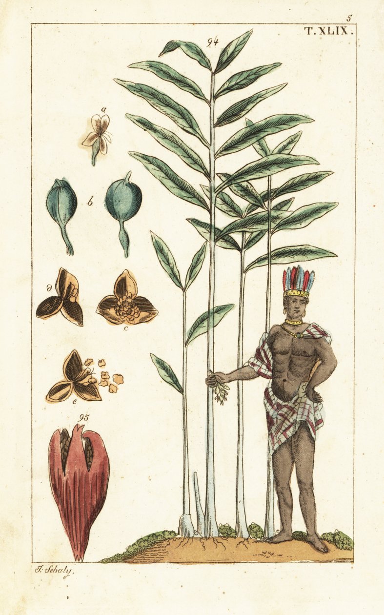 Kardamom strom, Elettaria cardamomum. od Unbekannter Künstler