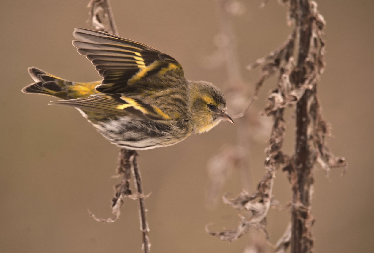 Carduelis spinus/Olše Tarin/Eurasian Siskin od William M. Timlin