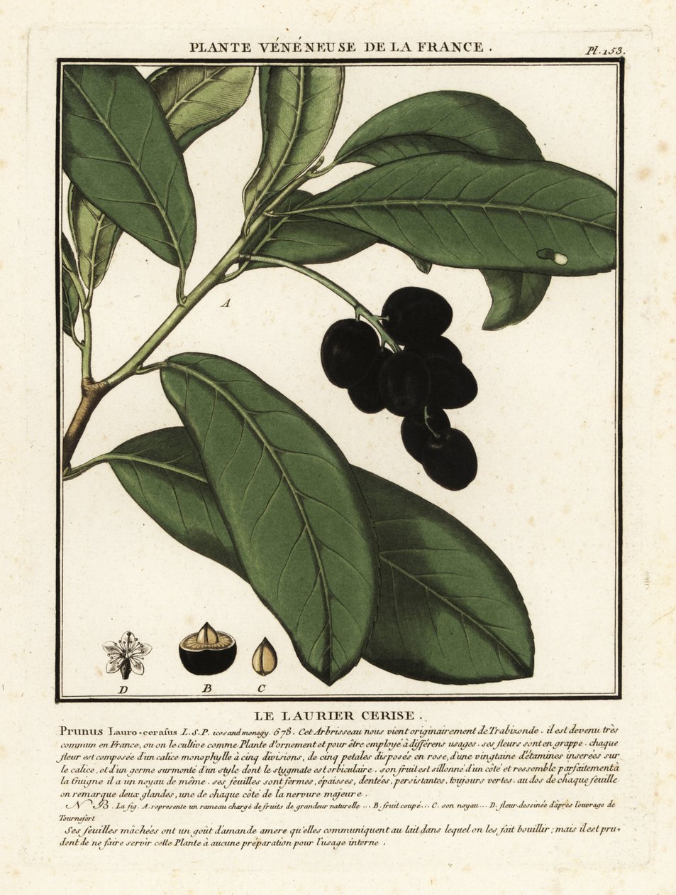 Vavřín třešňový, Prunus laurocerasus. od Unbekannter Künstler