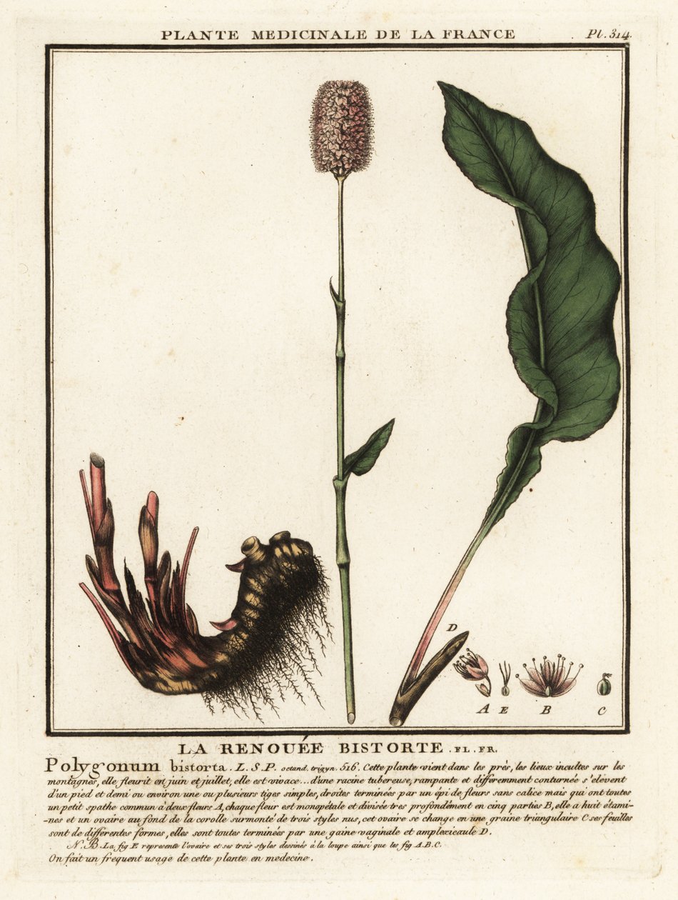 Bistort obecný, Persicaria bistorta. od Unbekannter Künstler