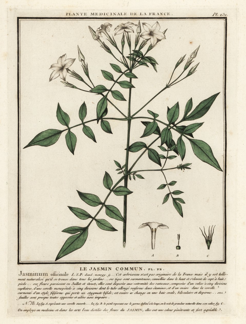 Jasmín obecný, Jasminum officinale. od Unbekannter Künstler
