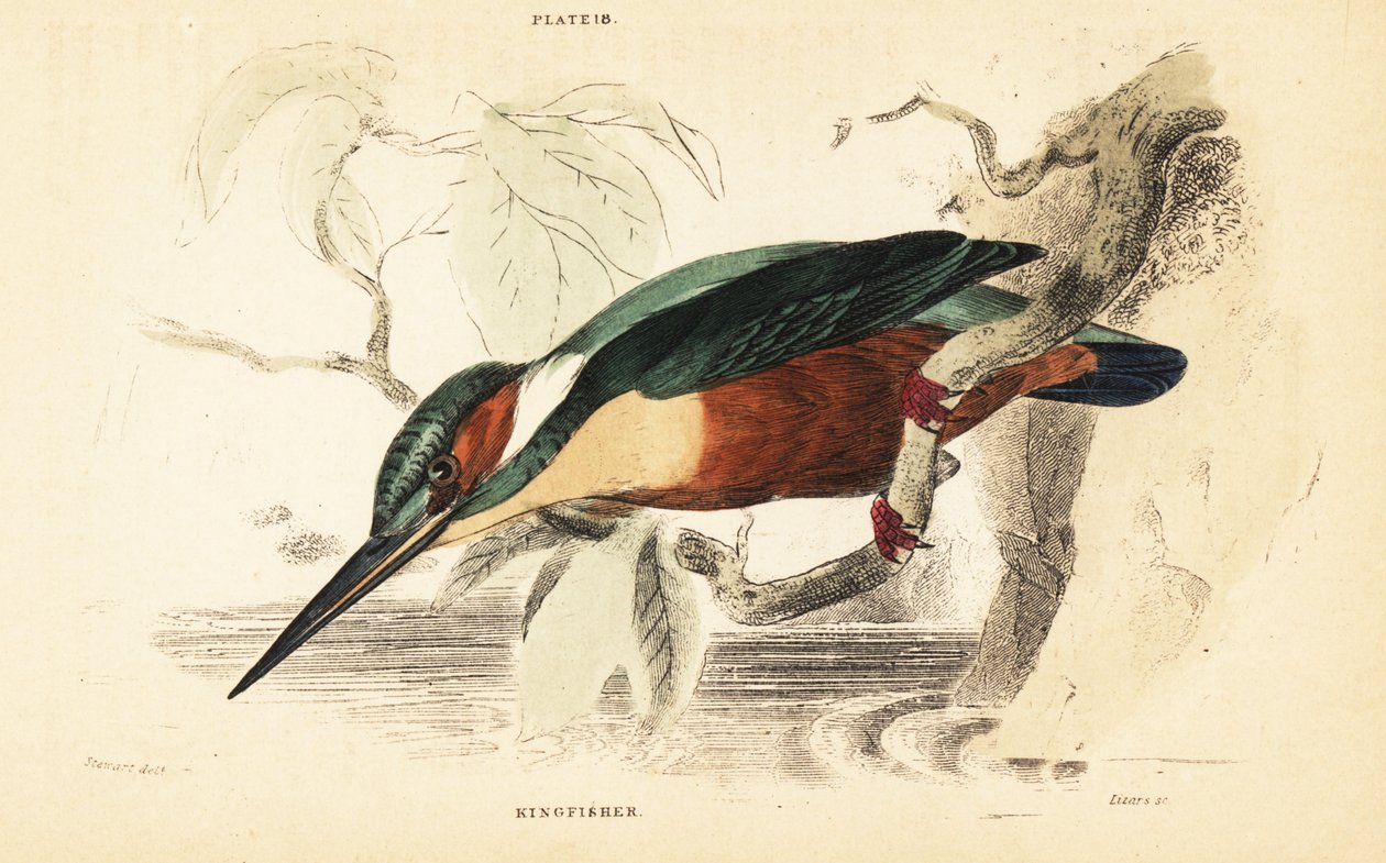 Ledňáček říční, Alcedo atthis. 1889 (rytina) od Unbekannter Künstler
