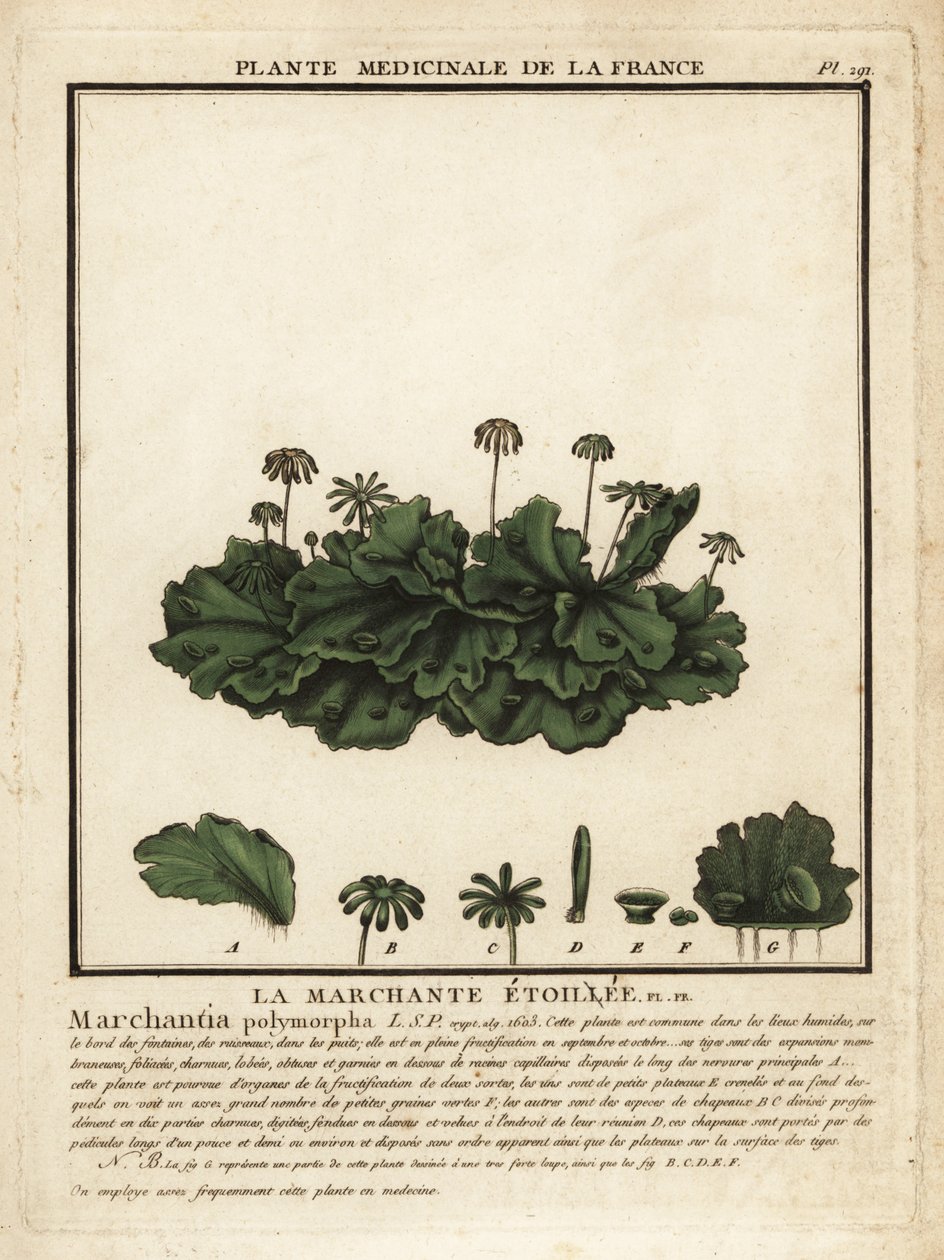 Játrovka obecná, Marchantia polymorpha. od Unbekannter Künstler