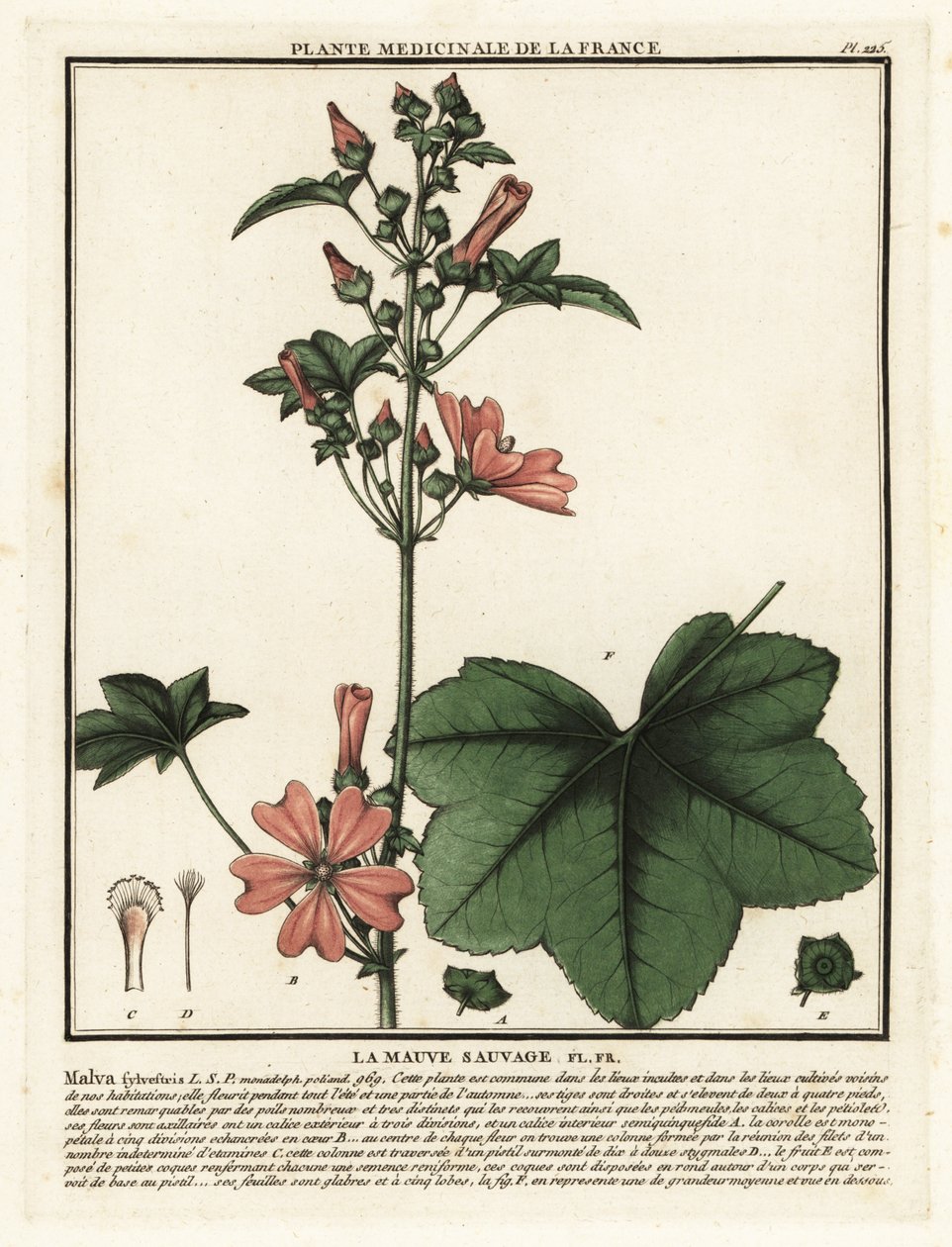 Sléz lesní, Malva sylvestris. od Unbekannter Künstler