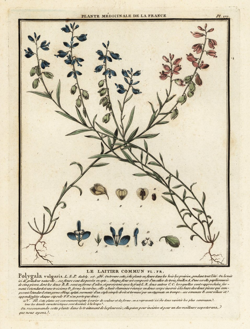 Mléko obecná, Polygala vulgaris. od Unbekannter Künstler