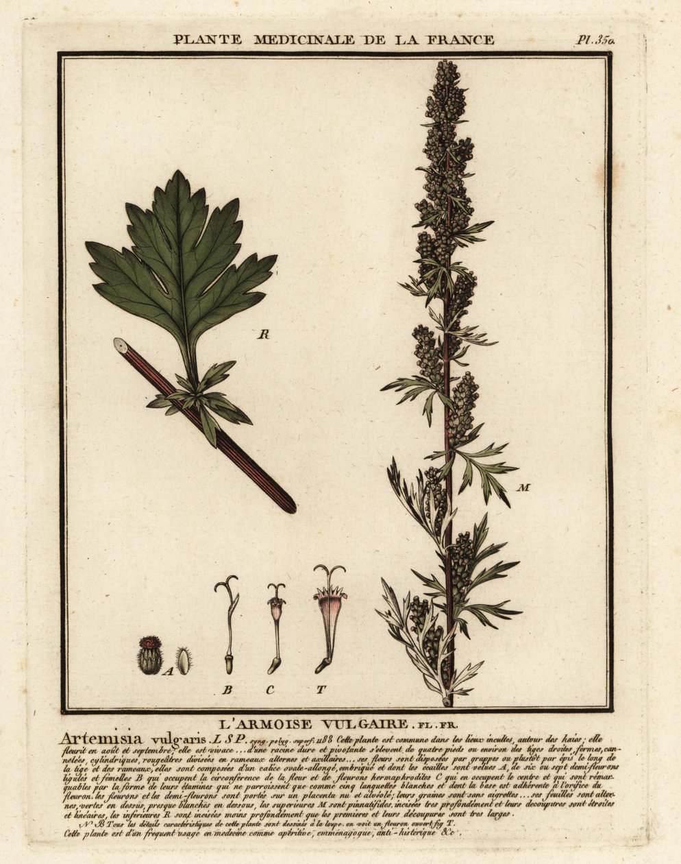 Pelyněk obecný, Artemisia vulgaris. od Unbekannter Künstler