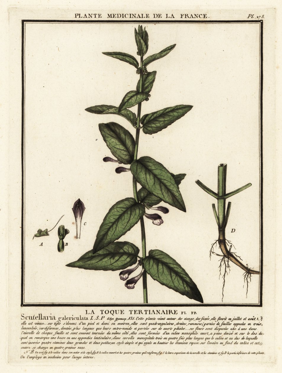 Hlaváč obecný, Scutellaria galericulata. od Unbekannter Künstler