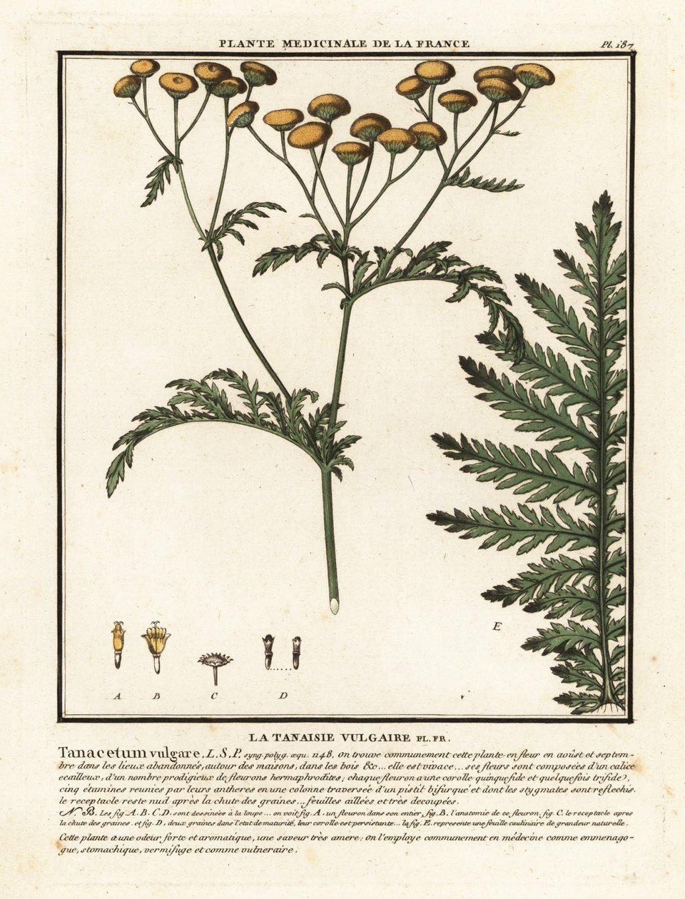 Tansy obecná, Tanacetum vulgare. od Unbekannter Künstler