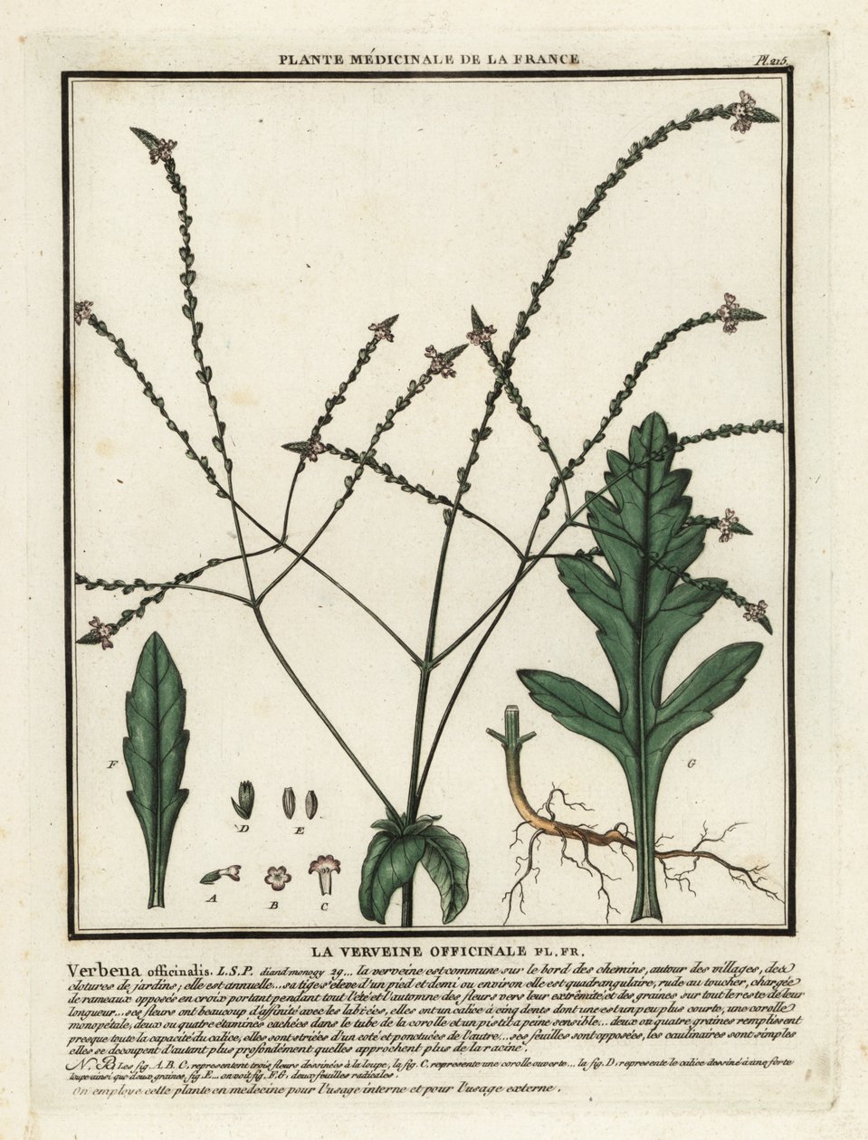 Verbena lékařská, Verbena officinalis. od Unbekannter Künstler