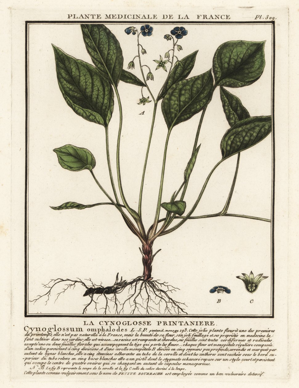 Pupík plazivý, Omphalodes verna. od Unbekannter Künstler