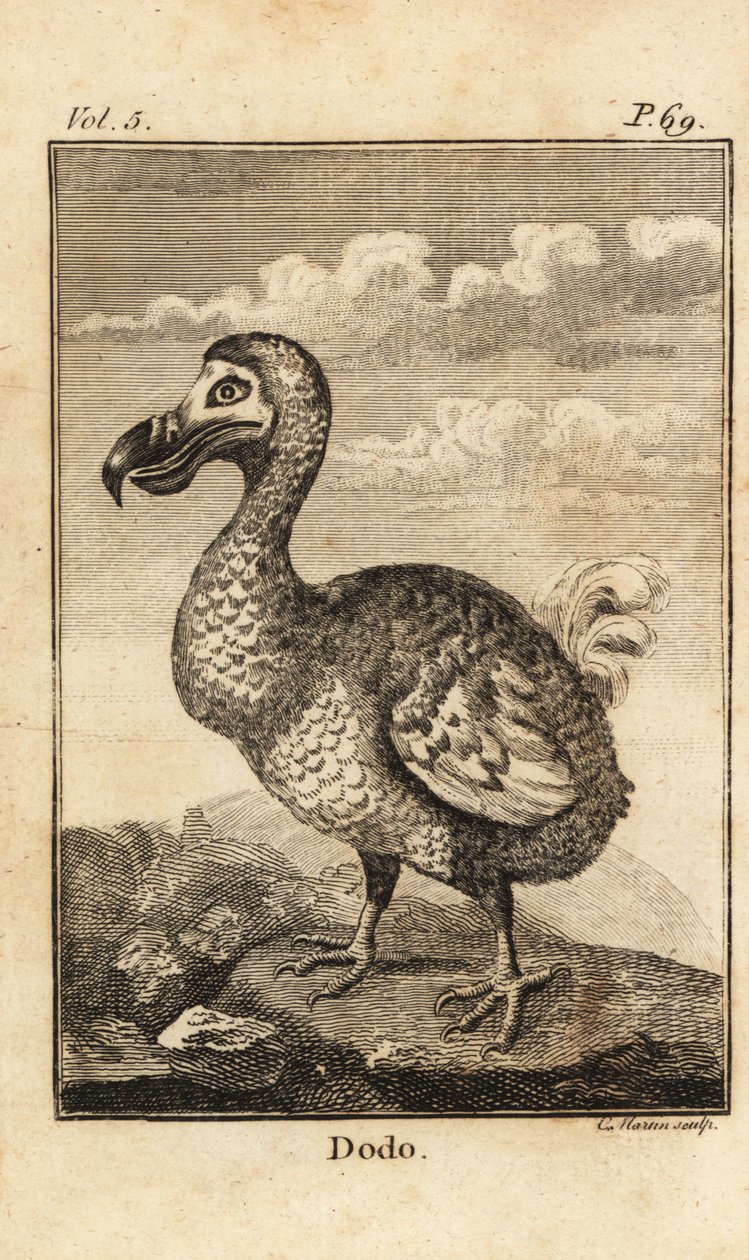 Dodo, Raphus cucullatus, vyhynulý pták od Unbekannt