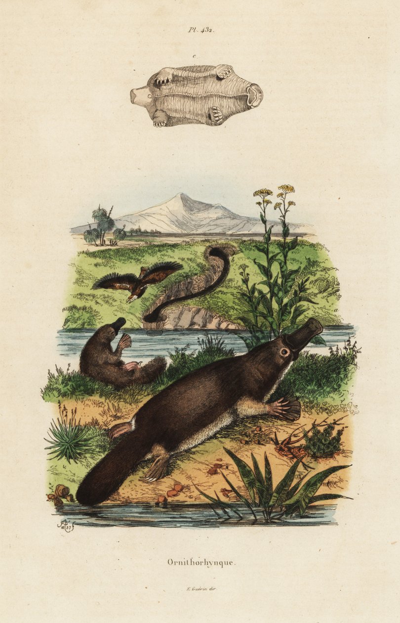 Ptakopysk kachnozobý, Ornithorhynchus anatinus od Unbekannt