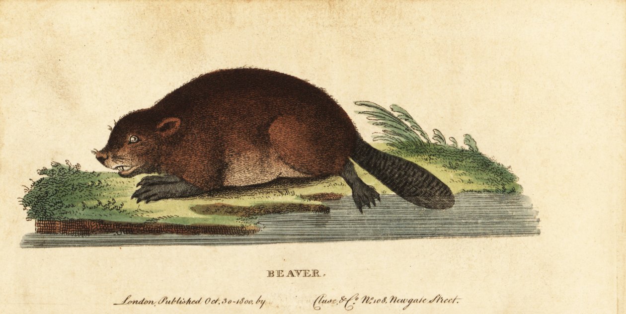 Bobr evropský, Castor fiber., 1800 (rytina) od Unbekannter Künstler