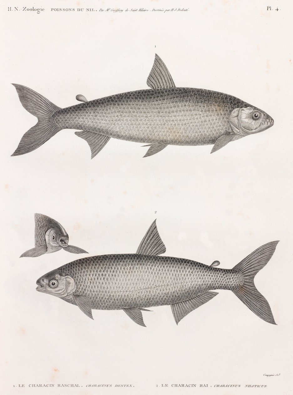 Ryby: Le Characin od Unbekannt
