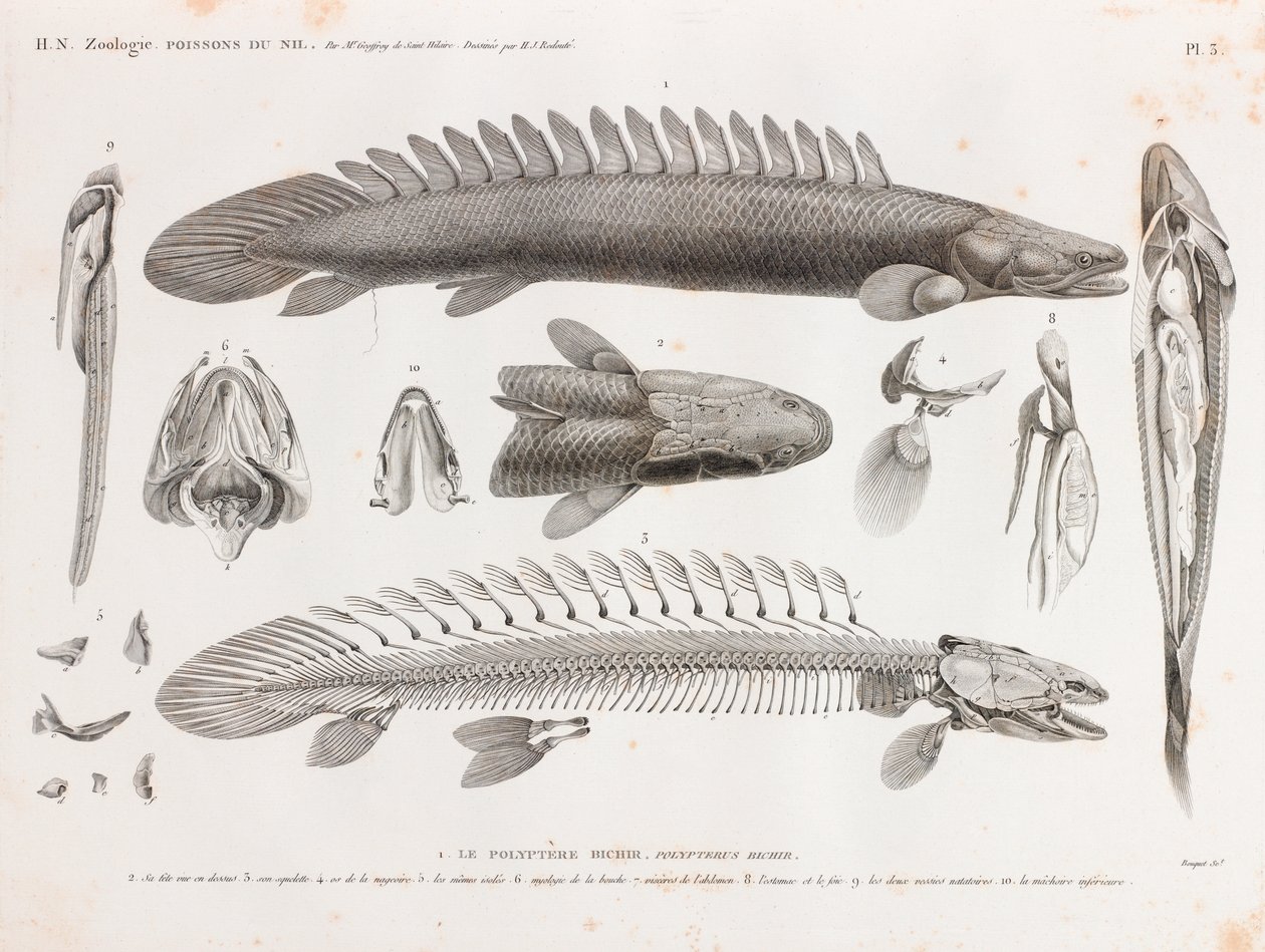Ryby: Le Polyptere Bichir, anatomie od Unbekannt