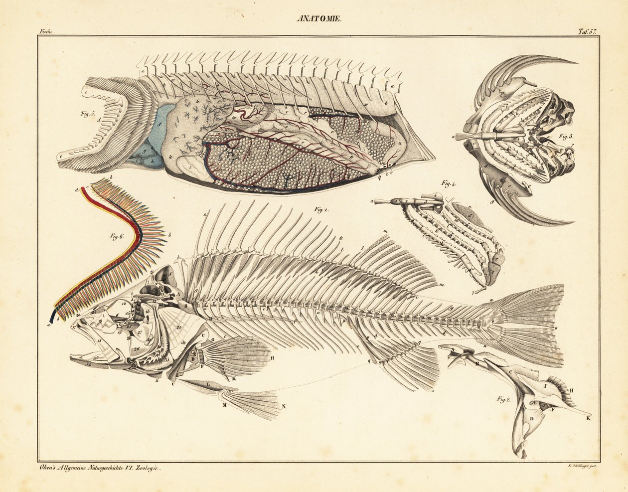 Anatomie ryb zobrazující kostru, žábry atd., 1841 (litografie) od Unbekannter Künstler