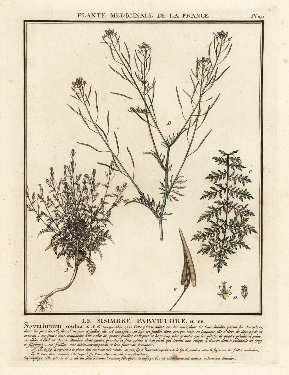 Flixweed, Descurainia sophia. od Unbekannter Künstler