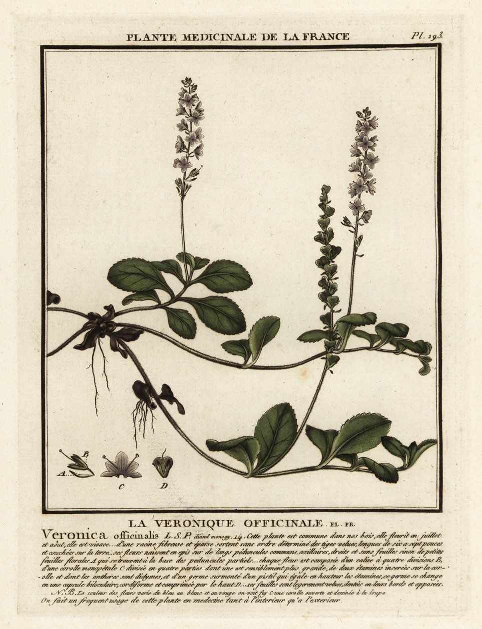 Heath Speedwell, Veronica officinalis. od Unbekannter Künstler