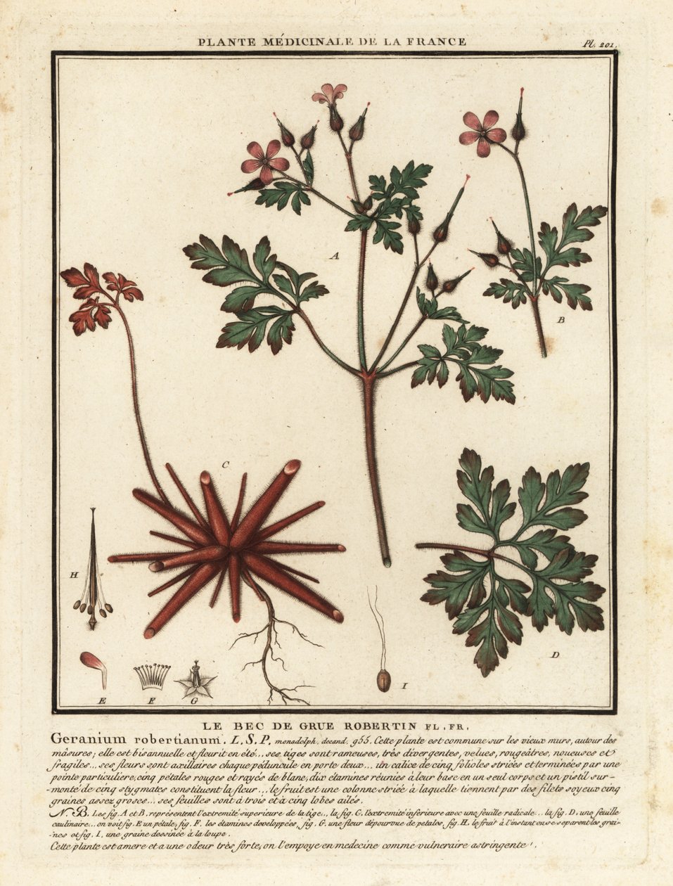 Herb-Robert, Geranium robertianum. od Unbekannter Künstler