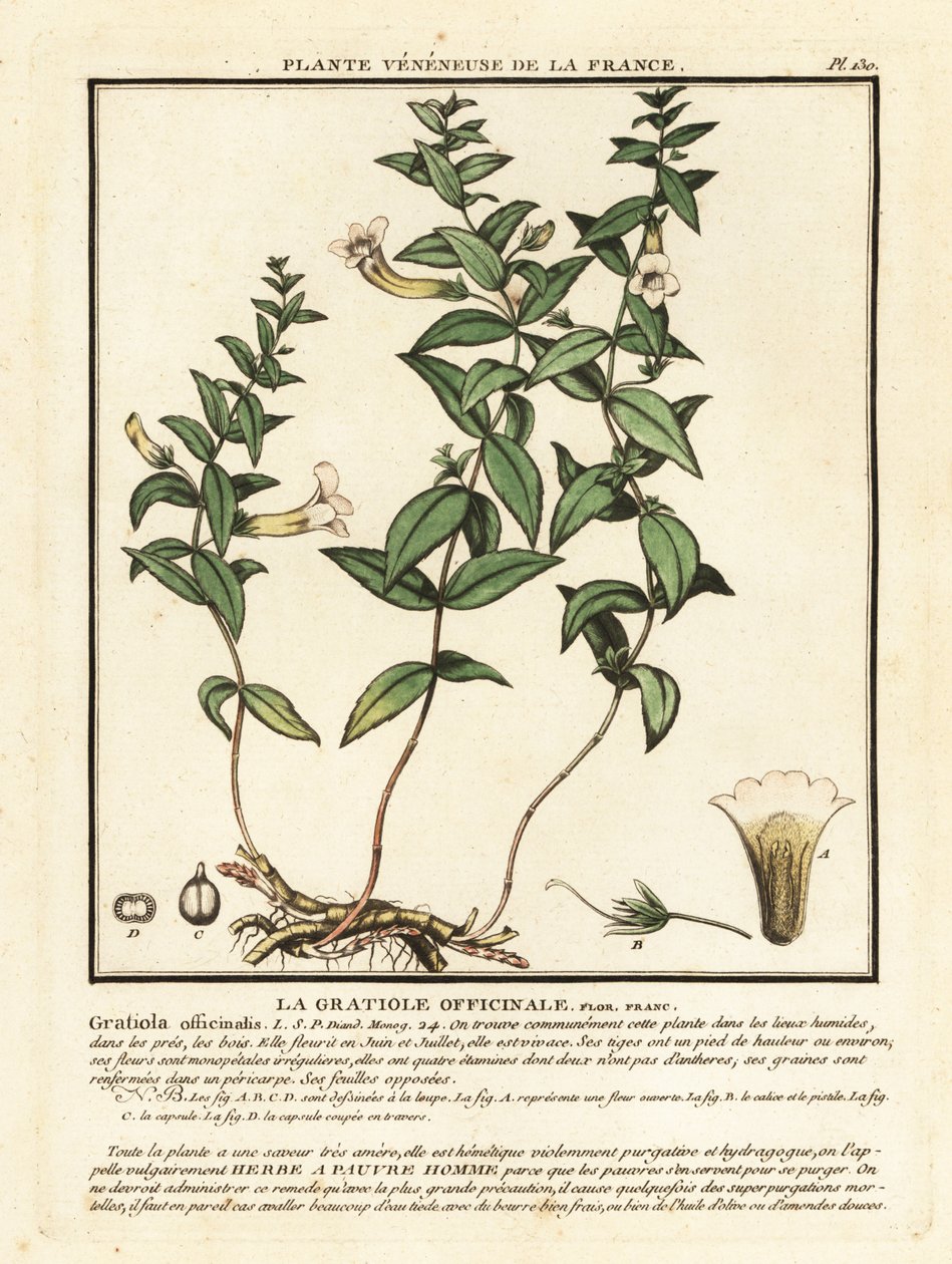 Bylina milosti, Gratiola officinalis. od Unbekannter Künstler