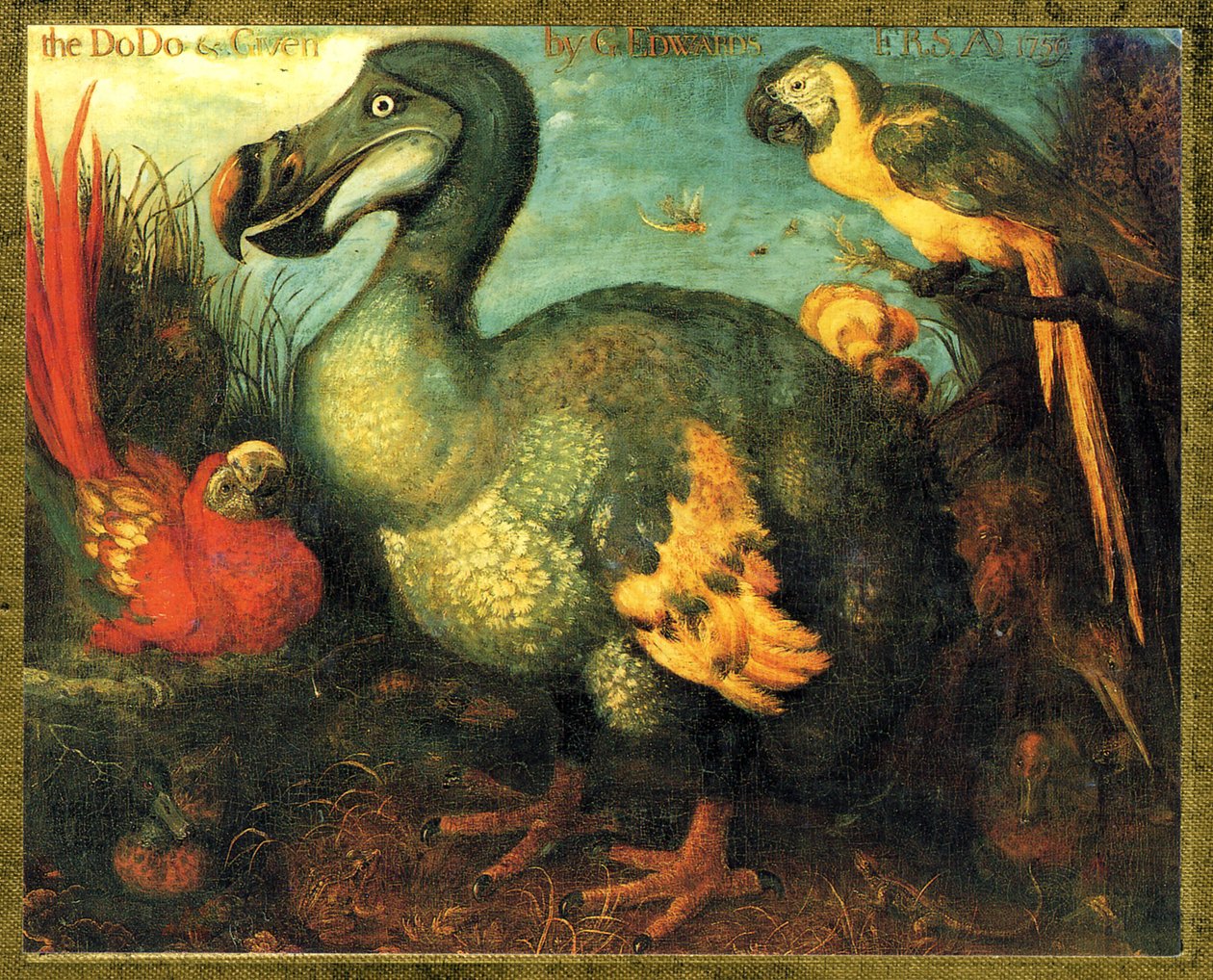 Ilustrace/Raphus cucullatus/Dodo z Mauricia/Dronte od Unbekannt