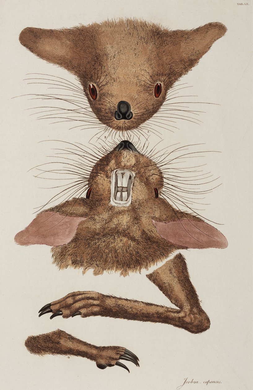 Jerboa od Unbekannter Künstler