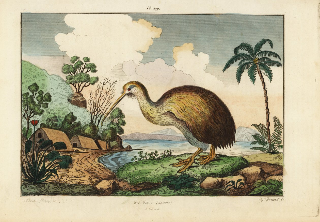 Pták kiwi, Apteryx australis od Unbekannt
