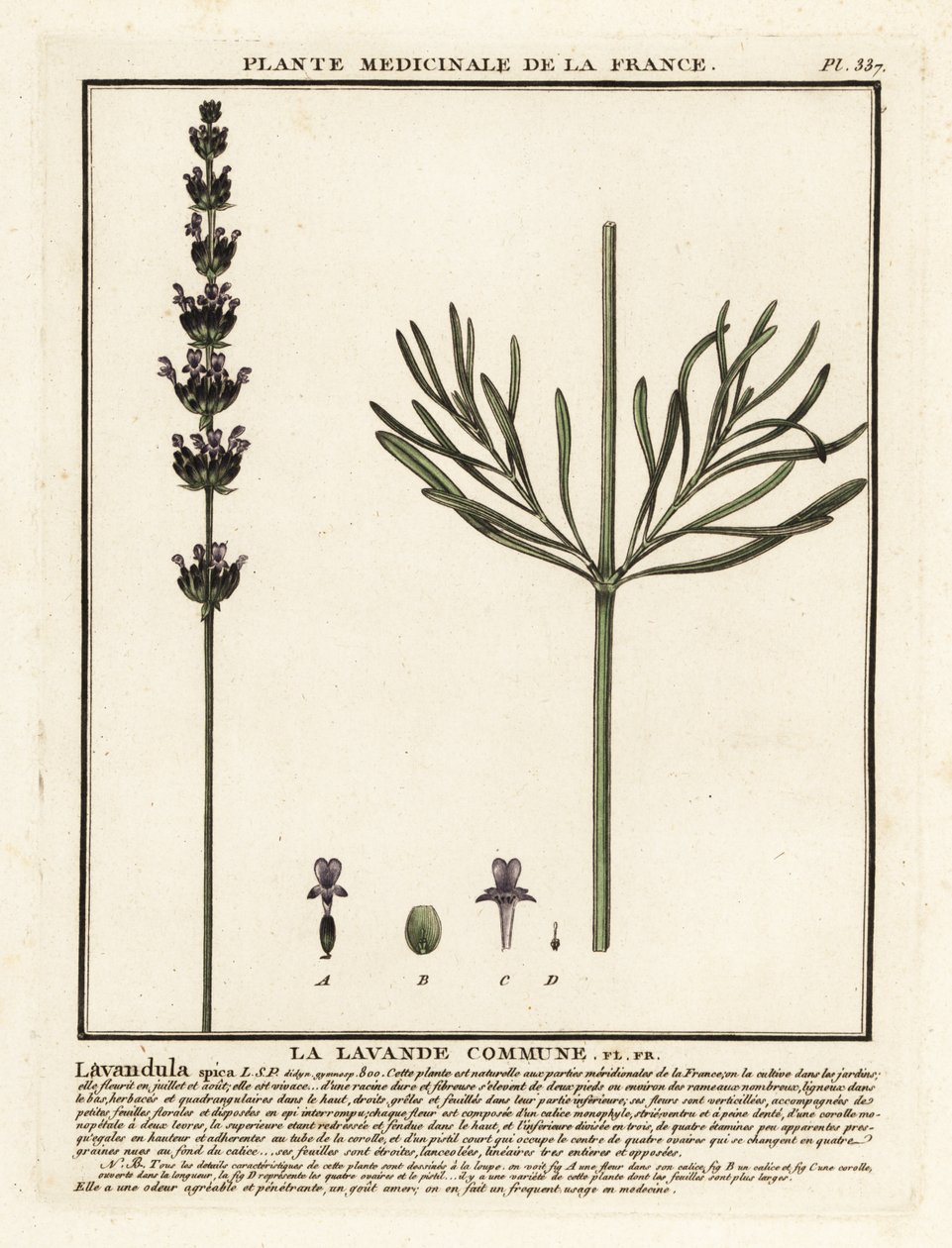 Levandule, Lavandula angustifolia. od Unbekannter Künstler