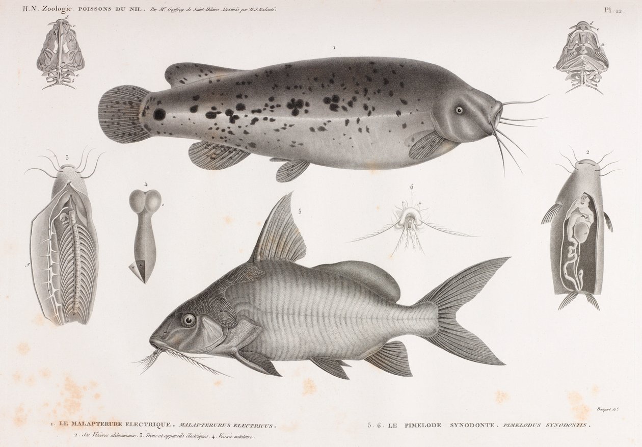 The Electric Malapterure & The Synodont Pimelode od Unbekannt