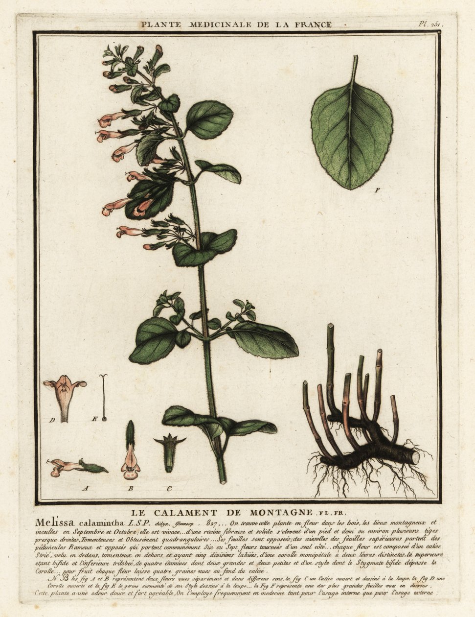 Kalamit menší, Clinopodium nepeta. od Unbekannter Künstler