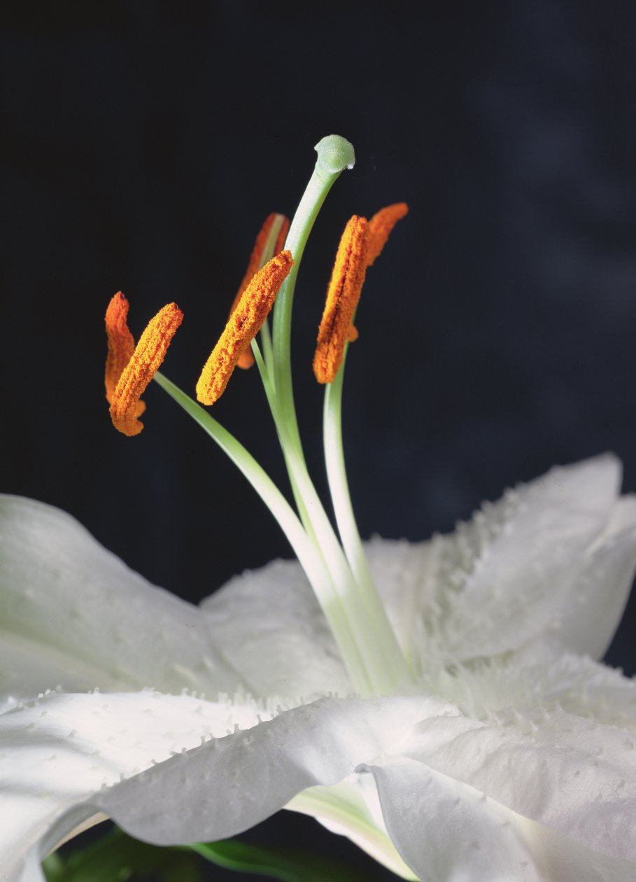 Lily Stamens, 2001 (foto) od Unbekannter Künstler