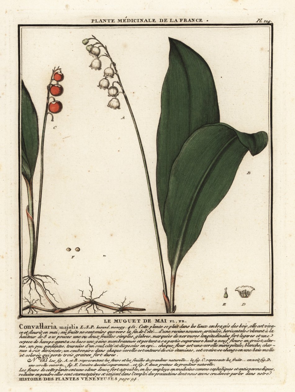 Lily of the valley, Convallaria majalis.    1376545   cs       czech Successfully Translated  Original: Seated Jina Rishabha Enshrined, from a Jain Manuscript: Kalpa-Sutra Translat: Seated Jina Rishabha Enshrined, from a Jain Manuscript: Kalpa-Sutra 130840 od Unbekannter Künstler