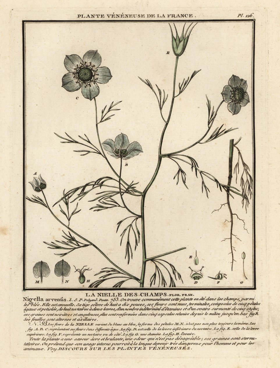 Láska v mlze. Nigella arvensis. od Unbekannter Künstler