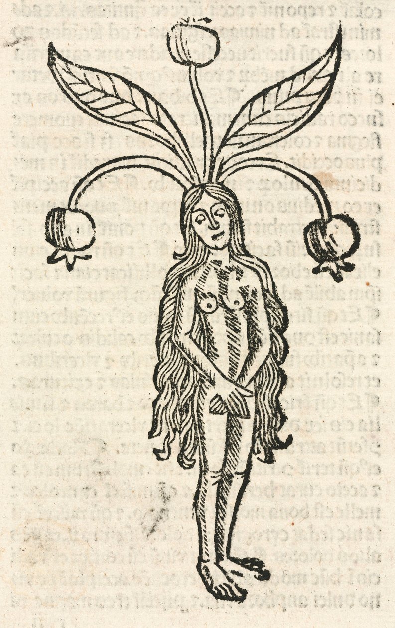 Mandragora (ženská forma) od Unbekannt