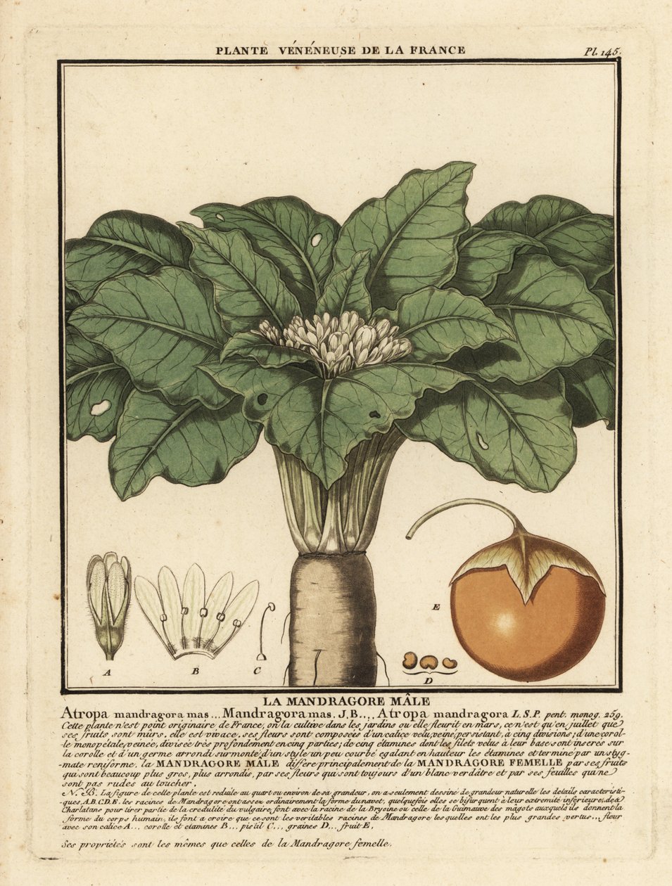 Mandragora, Mandragora officinalis. od Unbekannter Künstler