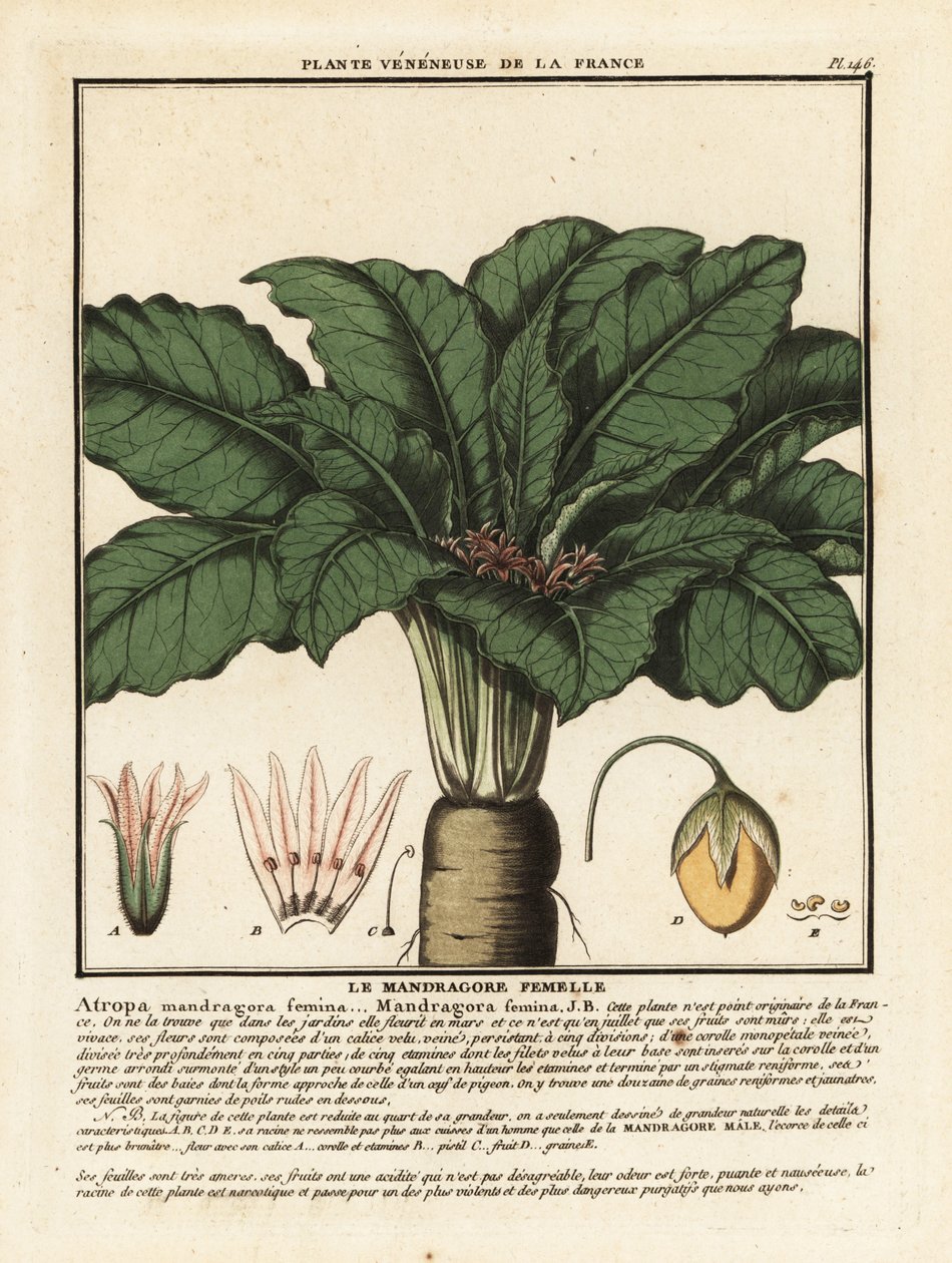 Mandragora, Mandragora officinalis. od Unbekannter Künstler