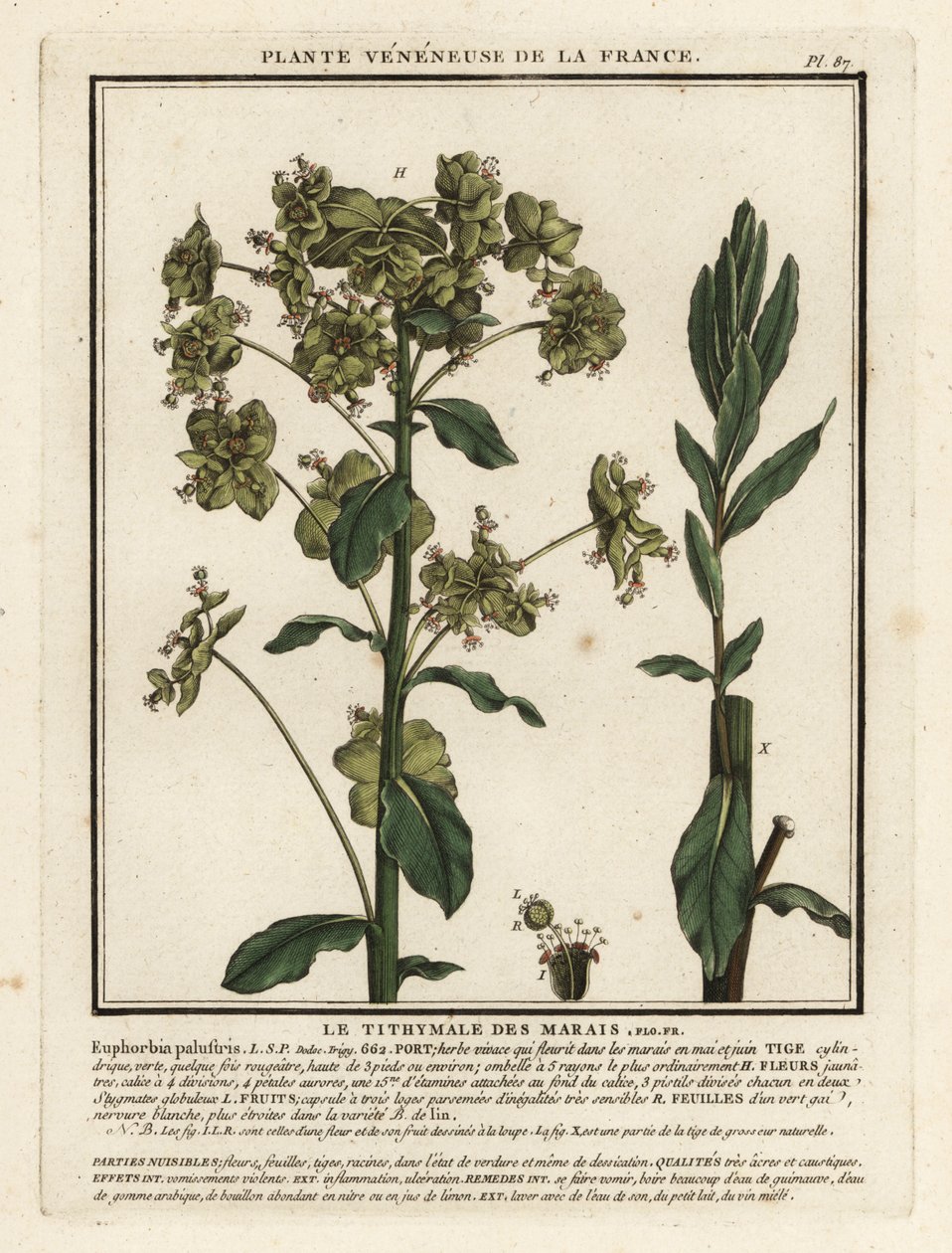 Pryšec bahenní, Euphorbia palustris. od Unbekannter Künstler