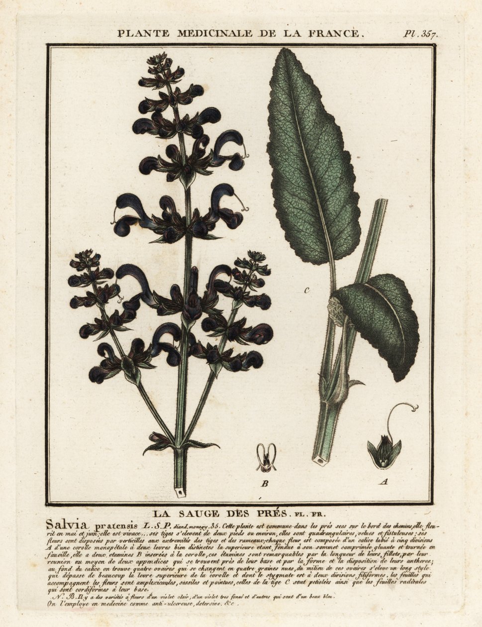 Jaseň luční, Salvia pratensis. od Unbekannter Künstler
